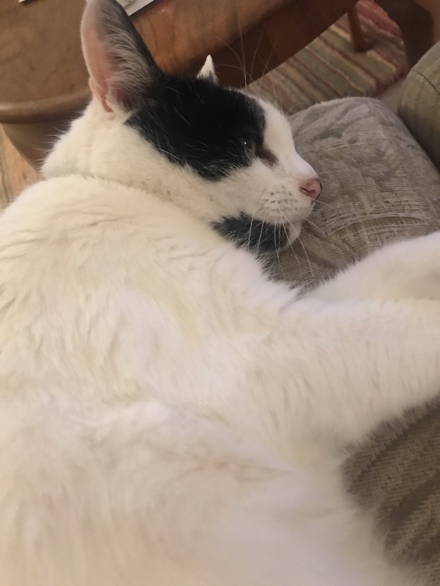 elspjt's tweet photo. Happy Birthday to this furry diva. 12 today #CatsOfTwitter #itsmybirthday #feedmenow #letmein #ineedacuddle #furry https://t.co/hCvuTKbQee