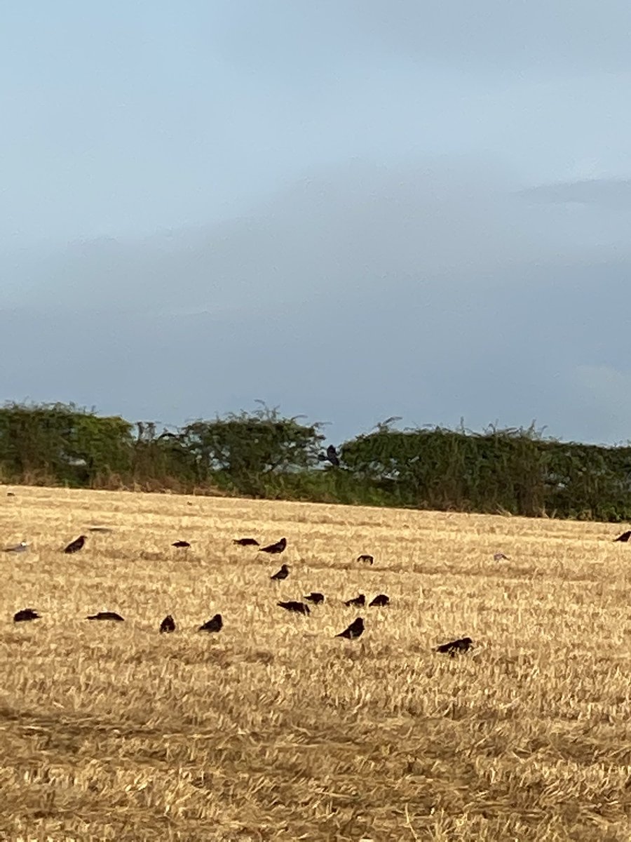 cathyjamieson's tweet photo. Another walk in the early morning sunshine before @CVResidential @CVFostering @thewhynottrustwork work in the outdoor office! 
#hopeandmemorieswalkforacs  #walkdownthelockdown 
If you can help Ayrshire Cancer Support please go to my just giving page

https://t.co/RycV0OOQ3N https://t.co/CxjtM6GXPF