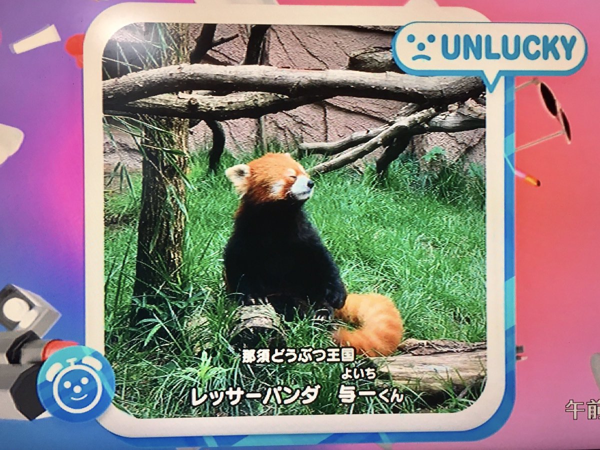 動物写真占い 動物写真占い