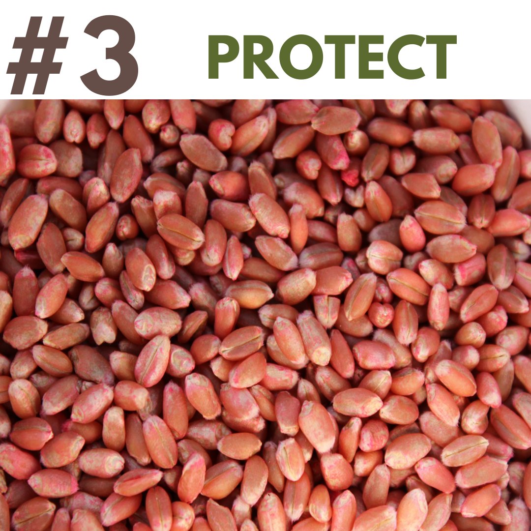 Consider utilizing a seed treatment as an integrated pest management tool in known infection areas, when using susceptible varieties, or when growing conditions favor the development of the disease (irrigation). #SeedTesting #Fusarium #Crops