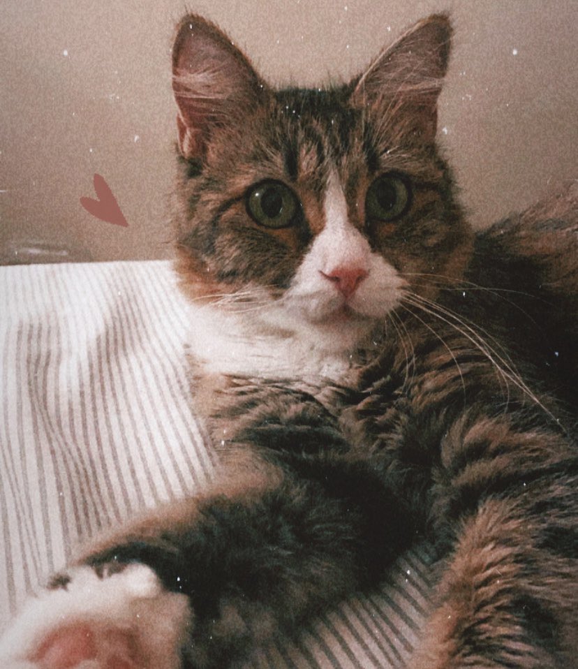 Colorado friends! I’m currently fostering a cat that needs a home soon. She’s the sweetest, cuddliest and friendliest cat I’ve fostered. Please share and send me a dm if you/ anyone you know is interested!