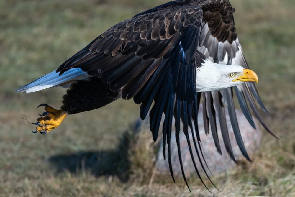 EAGLE LOVERS (@lovers_eagle) / Posts / X