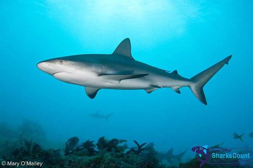 What other  #sharks will they see here in the  #Bahamas besides lemon sharks? The Caribbean reef shark (Carcharhinus perezi), tiger shark (Galeocerdo cuvier), nurse shark (Ginglymostoma cirratum), and more! Ever gone diving with these?  #SharkWeek