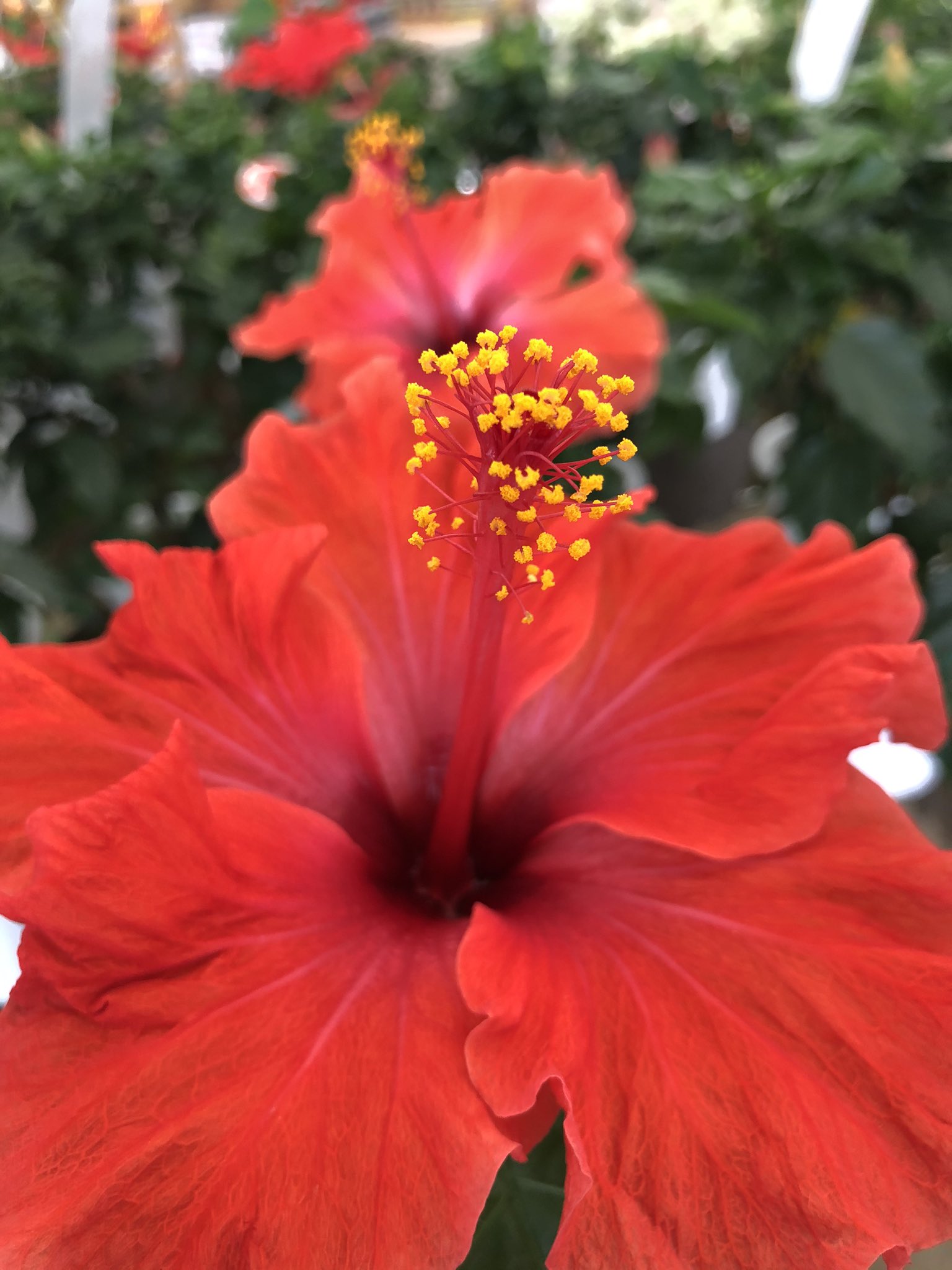تويتر はこねフローリスト على تويتر 今日も暑いにゃ はなとねこ 夏の花 赤い花 花が好き 猫が好き 水分とってね T Co Pfs6l1qa3y