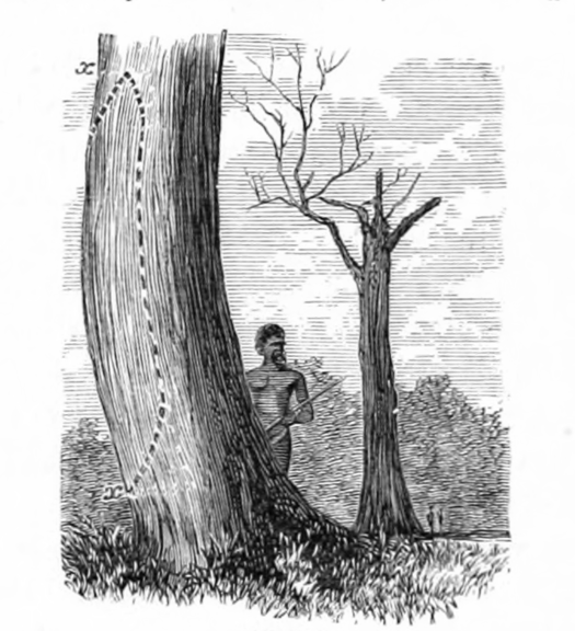 So, what are Aboriginal culturally modified trees (  #CMTs)? They are trees that have been modified physically in some way for functional or symbolic purposes. This includes creating engravings, manipulating tree limbs, and removing bark or wood to make a range of items (2/-)