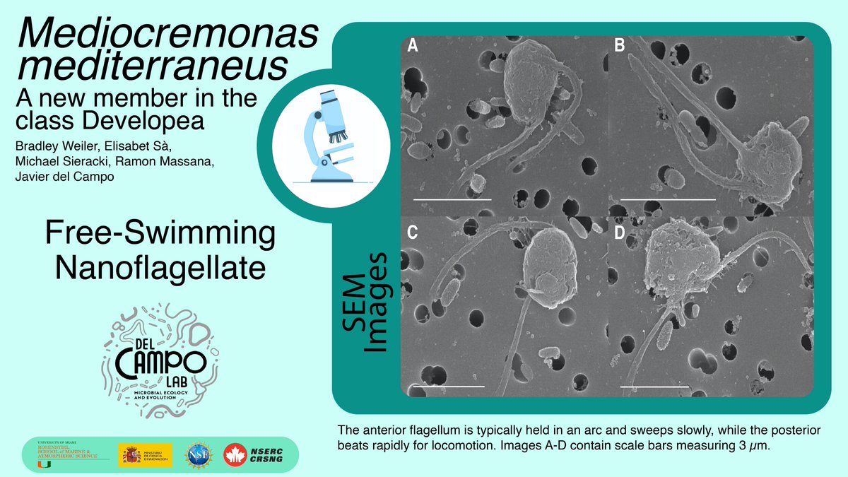 BradWeilerDives's tweet photo. As part of the ISEP #ProtistSession, check out my deconstructed #twitter poster illustrating a novel heterotrophic Stramenopile we believe would make an excellent model for future #protist #genomic studies. Check out its mediocre attributes! https://t.co/yv9Z1nG1Zd