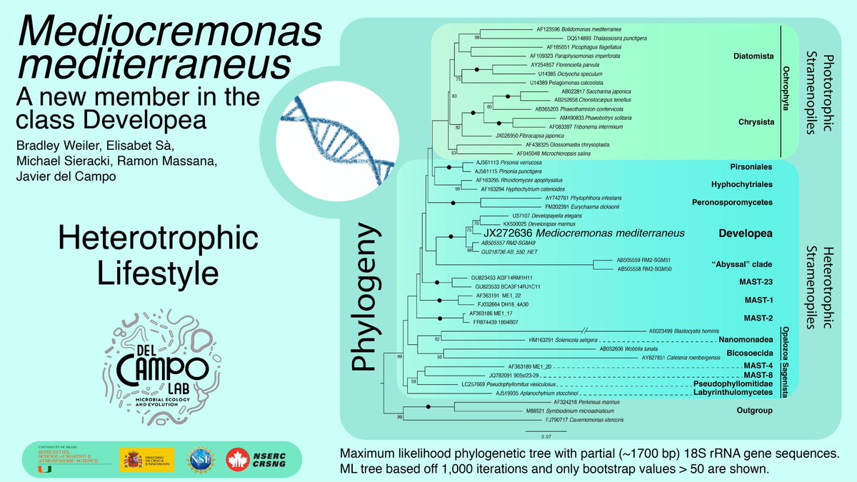 BradWeilerDives's tweet photo. As part of the ISEP #ProtistSession, check out my deconstructed #twitter poster illustrating a novel heterotrophic Stramenopile we believe would make an excellent model for future #protist #genomic studies. Check out its mediocre attributes! https://t.co/yv9Z1nG1Zd