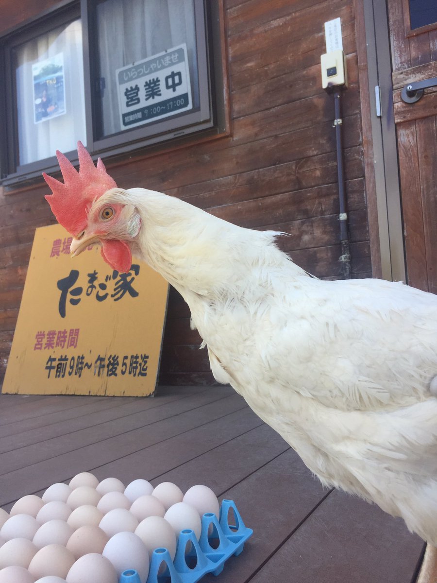 青い鳥牧場 Twitter પર 名古屋コーチン もみじたまご と共に全国で5 しか飼育されていない 希少な鶏のひとつ 純国産鶏 さくら ほんのりピンク色の殻が特徴 卵料理がグレードアップ 浜松市 浜北区 磐田市 青い鳥牧場 名古屋コーチン もみじたまご