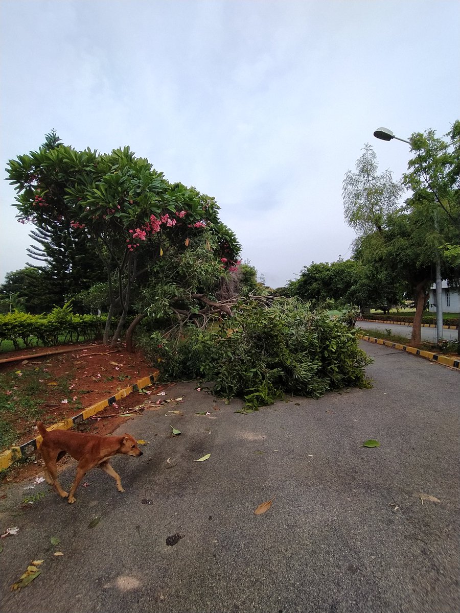 vijayashankara's tweet photo. The fallen #tree but not uprooted. On a closer look, it is two different trees,joined at the base. #twinning which one was #parasitizing the other? #nature @vrundavs https://t.co/UWHhlSwXtO