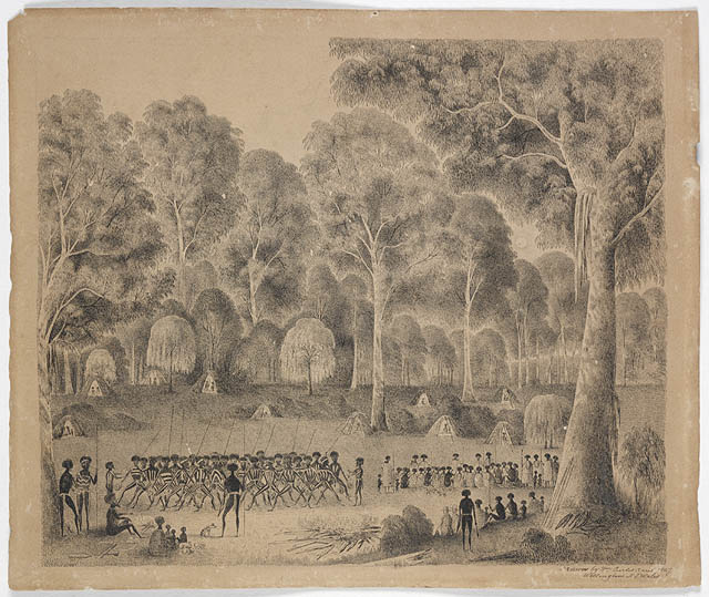 The size and shape of the scar is the same as bark slabs used for Aboriginal shelter construction. But the scar also has some resemblance to natural scars from fire damage and stress (10/-)