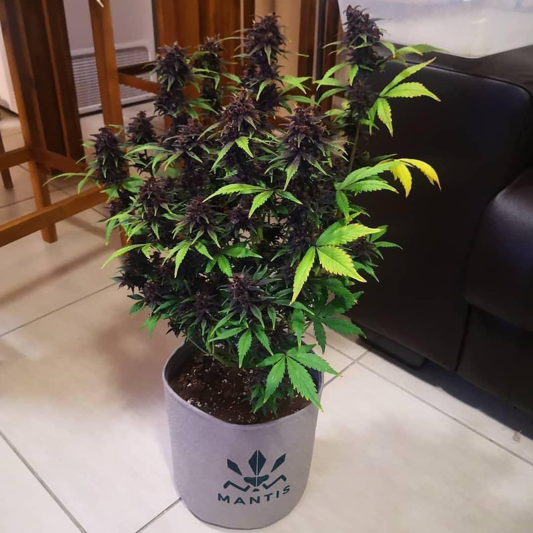 GebCoPtyLtd's tweet photo. What is Air-Pruning and Why does it matterβ
πΏStrong Fibrous Root System
Read more π
https://t.co/in8TREOhTv
#fabricpots #growbag #airrootpruning
#3SixtyOrganics #3Sixty #pottingsoil #healthysoil #healthyplant #420mix #craftsoil #supersoil #craftsupersoil #420community https://t.co/Me4UAjDNTN