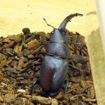 色 艶がまるで本物 色鉛筆で描いたニジイロクワガタがうますぎる 話題の画像プラス 色 艶がまるで本物 色鉛筆で描いたニジイロクワガタがうますぎる 話題の画像プラス