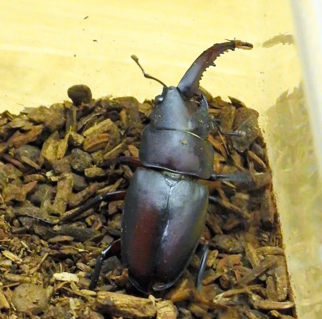 とても貴重、体の半分がオスとメスで分かれているクワガタが発見される！