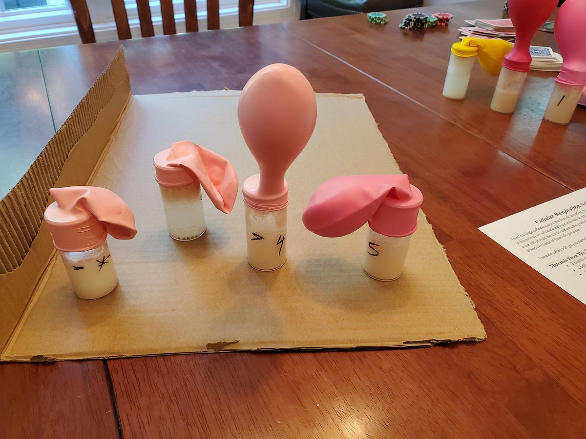 Sweet n Low, what are you doing? Best part of science, MORE QUESTIONS!!! <a href="/CIBLEARNING/">CIBL</a>