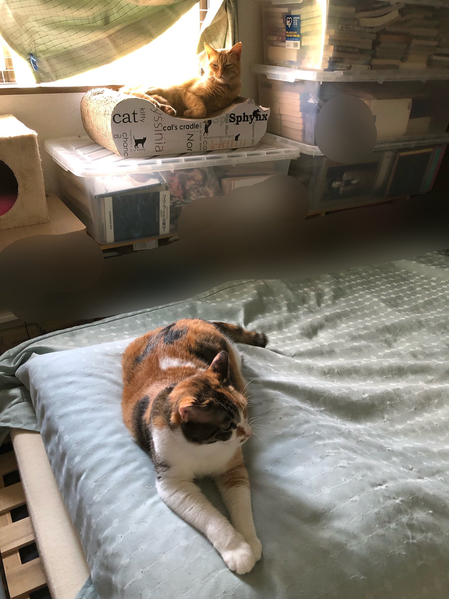 月乃みと でも エアコンが嫌いな猫もいて 暑い別室にいる リビングに連れて来ても すぐに出て行っちゃう きぃ ねね母娘 特にきぃちゃんは 冷房嫌い あまりにも暑い時は降りて来て涼むので心配はしてないけど 各部屋にお水を置いて いつでも