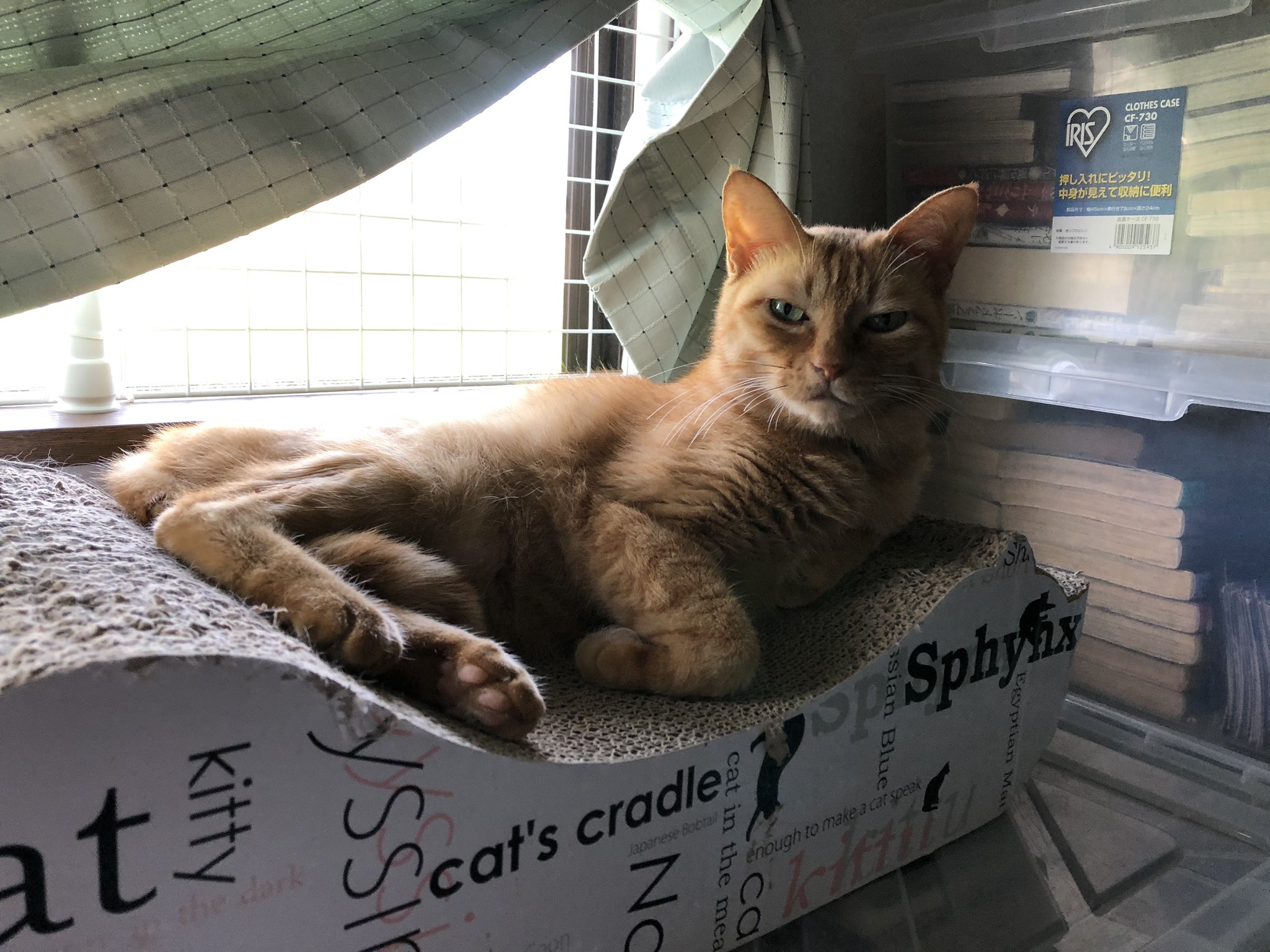 月乃みと でも エアコンが嫌いな猫もいて 暑い別室にいる リビングに連れて来ても すぐに出て行っちゃう きぃ ねね母娘 特にきぃちゃんは 冷房嫌い あまりにも暑い時は降りて来て涼むので心配はしてないけど 各部屋にお水を置いて いつでも
