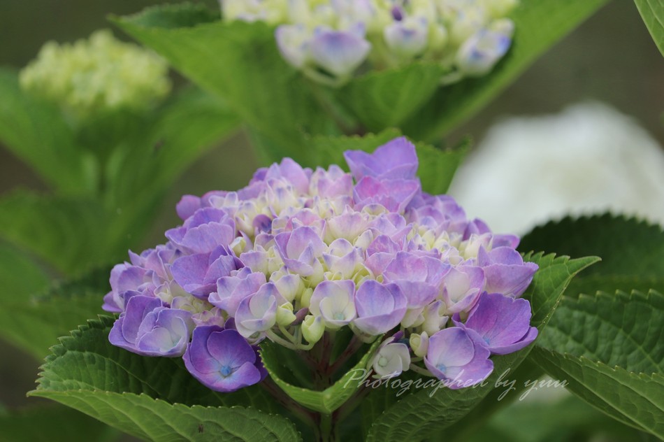 #紫陽花 #ＲＴ歓迎 

おはようございます♬

#相互フォロー #ハイドランジア #写真垢
#紫陽花園 #今日の一枚 #グラデーション
#あじさい #おはよう #相互支援 #ひとりごと
#相互フォロー支援 #花のある風景  #アジサイ 
#花のある生活 #flowers #hydrangea #flower