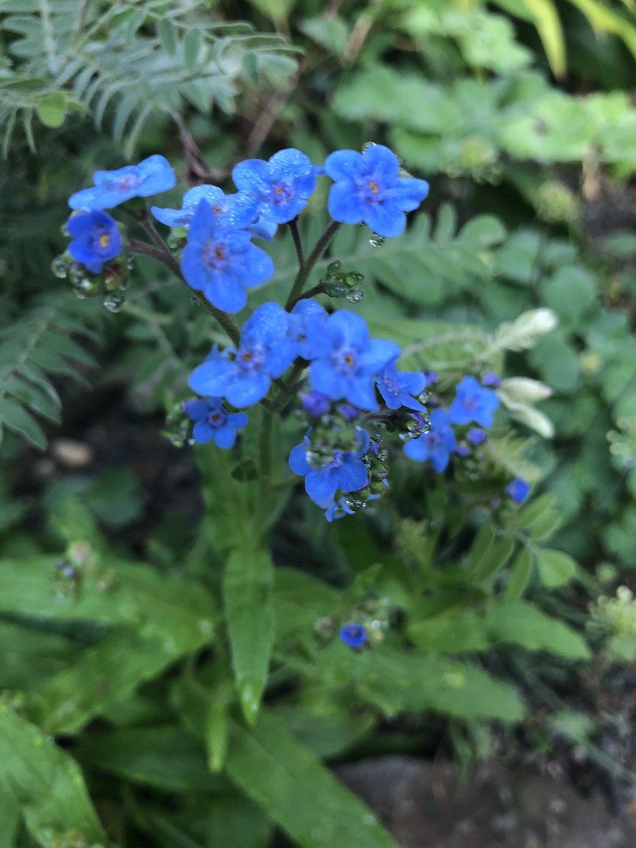 GardenandBook's tweet photo. Eritrichium ‘Baby Blues’, alpine forget-me-knot . such a luscious color! #gardendc @JelittoSeeds #blueinthegarden #rockgarden #nargs https://t.co/1EBtBhOAy0