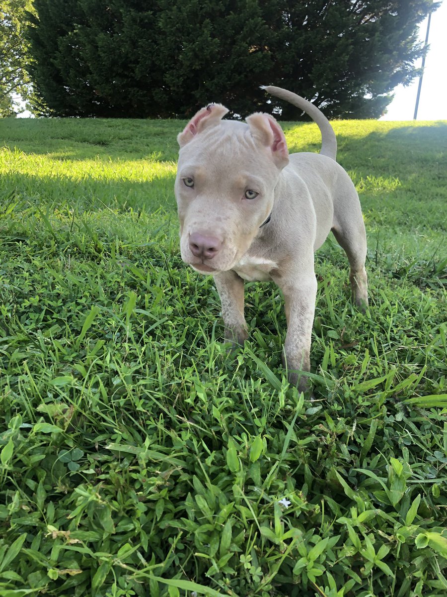 dougcoleworld's tweet photo. Luca Brasi loves vacation 🦍 https://t.co/IOaC7bIBWO