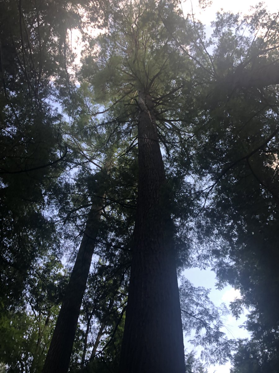 treesrtheanswr's tweet photo. Happy Tree Hugger Tuesday! Took a little walk this evening to get some much needed Vitamin N. At 4’ wide &amp; 150’ tall this White Pine did just the trick. #treehuggertuesday #treehugger #moretreesplease #makeshadenotwar https://t.co/feWJWTctdW
