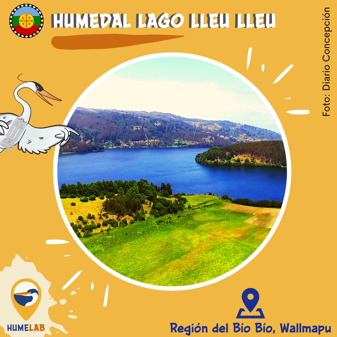 HumelabApp's tweet photo. El domingo pasado se celebró el Día Internacional de los Pueblos Indígenas y por ello, queremos contarles sobre la relación del pueblo-nación Mapuche con los humedales (menoko).

#Humedales #Wetlands #Menoko #Mapuche https://t.co/0uLCwq5HbM