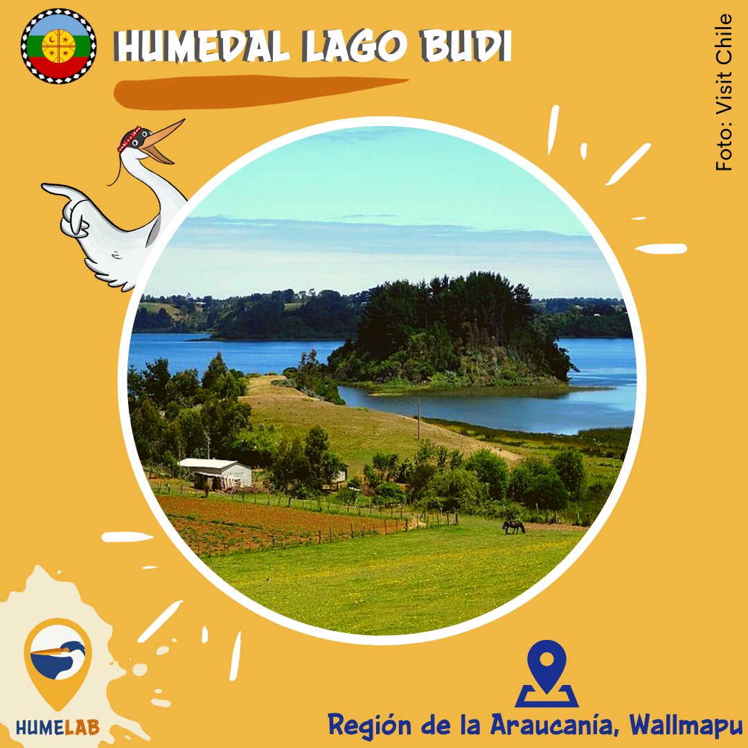 HumelabApp's tweet photo. El domingo pasado se celebró el Día Internacional de los Pueblos Indígenas y por ello, queremos contarles sobre la relación del pueblo-nación Mapuche con los humedales (menoko).

#Humedales #Wetlands #Menoko #Mapuche https://t.co/0uLCwq5HbM