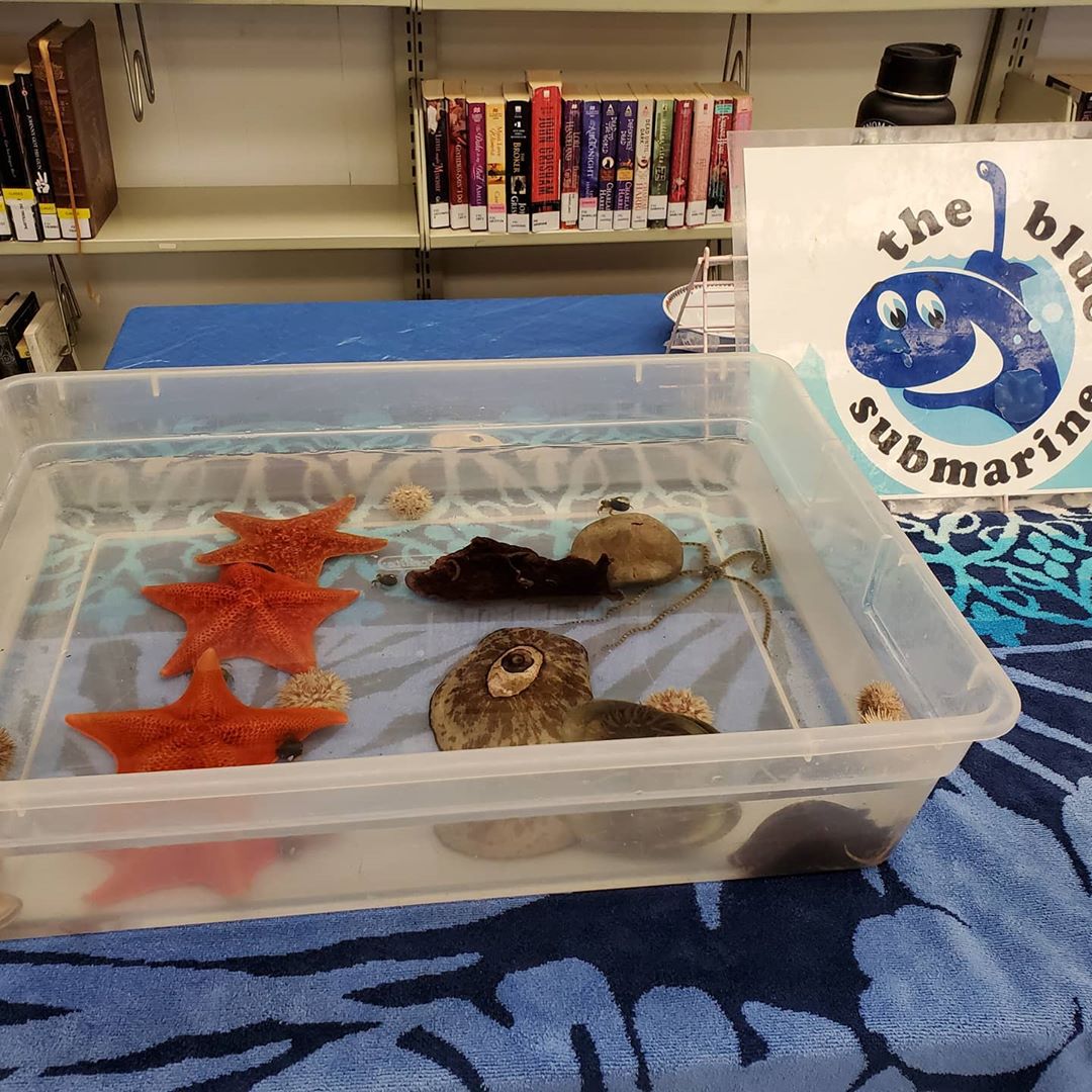 sea creatures in a plastic bin