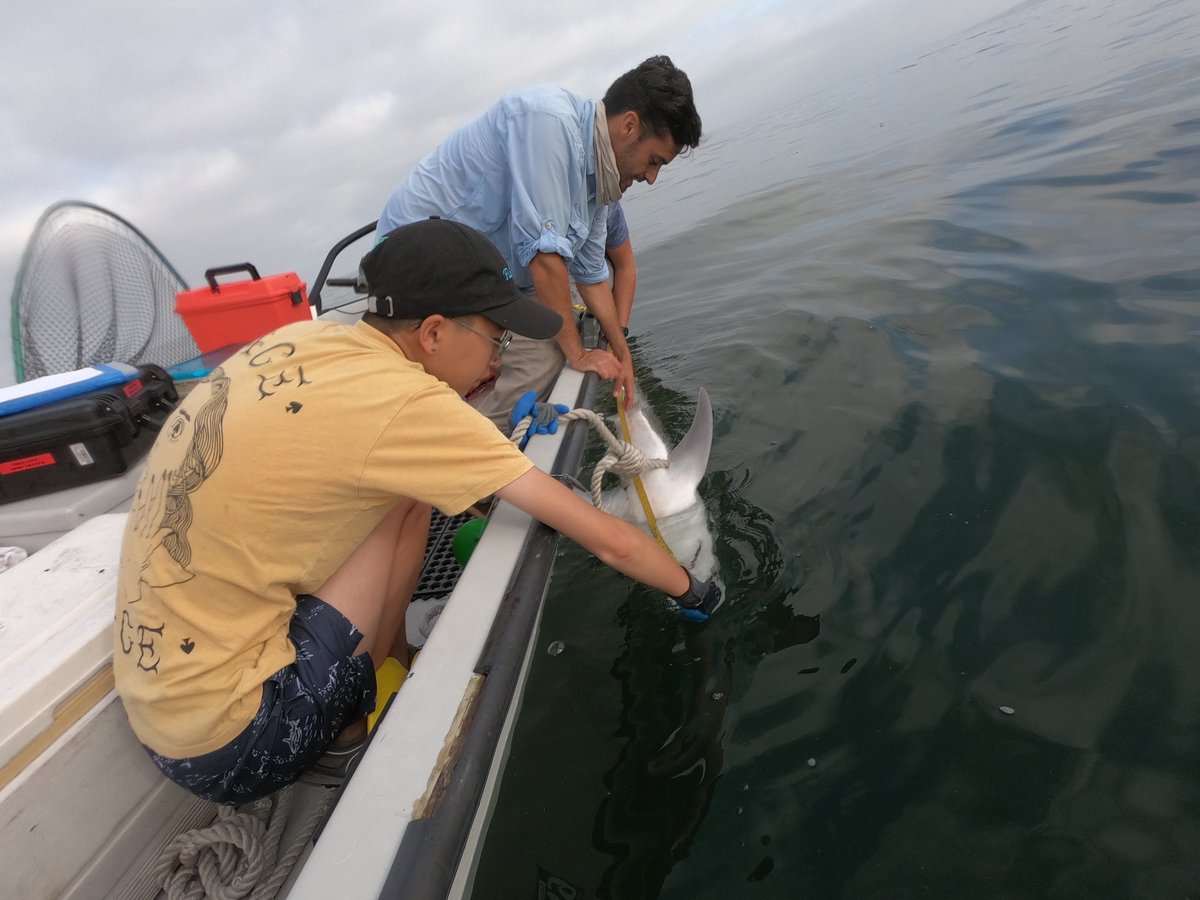 Once a shark is on the line, the team carefully brings it to the boat to tag it and measure it. Tope sharks are migratory, so the tags will help scientists study their movements and migration patterns in the waters off Southern California.   #SharkWeek