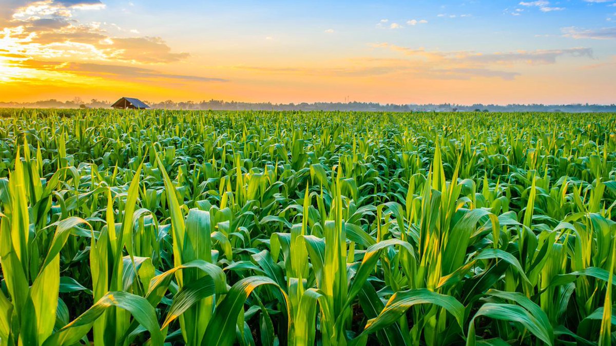 teenzglobal's tweet photo. It's been a Terrific Tuesday!!! Read our Latest TGF Online Post and discover the 3 ways to secure your rights to food and more information about FDS.
https://t.co/dJAlpuRUvX
#FoodRights
#FoodDistributionSystems
#HealthyNaturalNutrients
#YouthPower
#GrowthOpportunities https://t.co/yblwMMSYU5