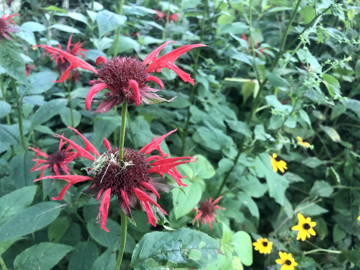 britestack's tweet image. #TrailNotes are back, and this week we went on an easy but uphill hike to Yellow Mountain Gap. #TrailTeam11 @WJHL11 wjhl.com/community/trai…