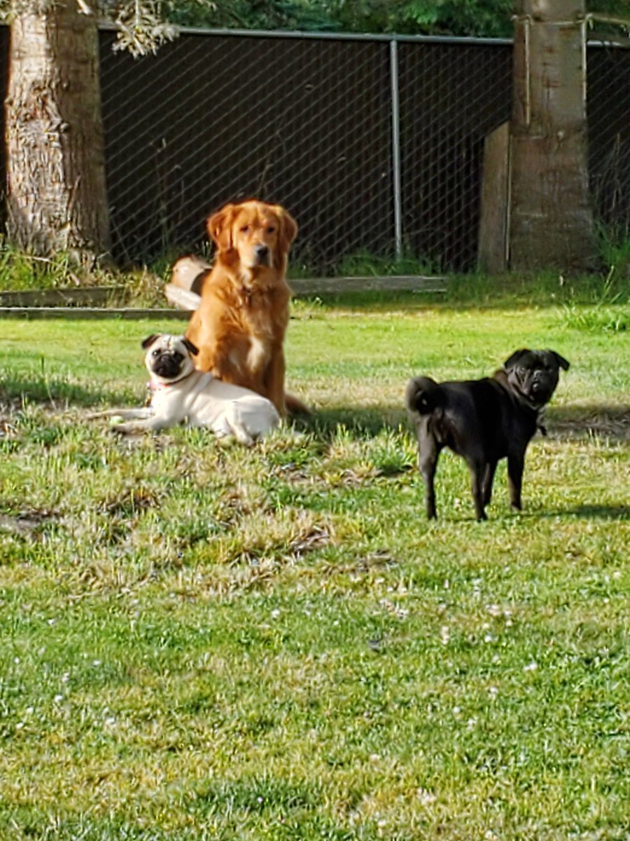 mikesalot24's tweet photo. Just love these 3, always together #Pickles #Pepper #puglife #thepugs #Bindy #goldenretriever https://t.co/lV6yS59xAQ