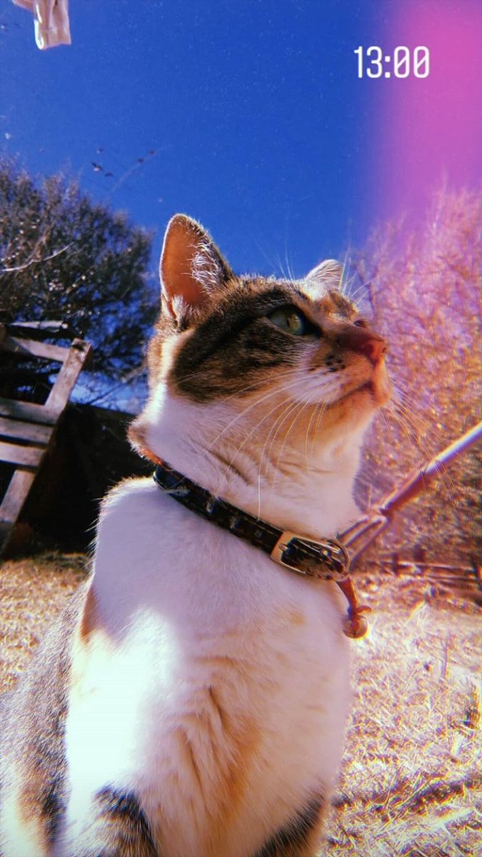 bustosjjuli's tweet photo. el amor de mi vida en 3 fotos😻💛💛 https://t.co/0wiBmxT75N