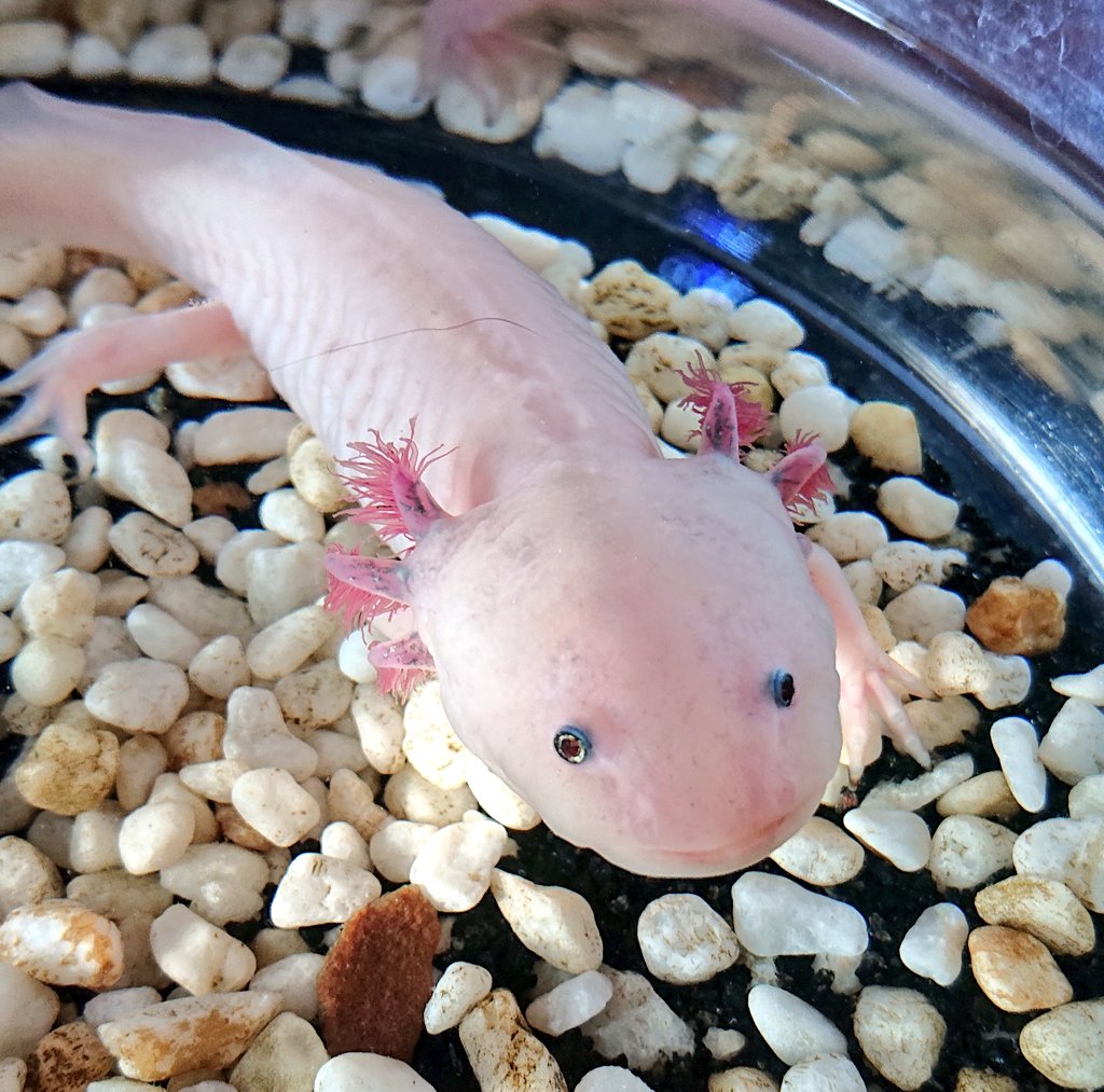 逆襲のニャア ポニョ丸は食べる時 居合斬みたいな早さで ごはんを食べるにゃ ずっとご飯をスプーンであげてるから慣れてるにゃ まだまだいるよ ムニャゴロウ王国 逆襲のニャア ポニョ丸は食べる時 居合斬みたいな早さで ごはんを食べるにゃ ずっとご飯をスプーンであげてるから慣れてるにゃ まだまだいるよ ムニャゴロウ王国