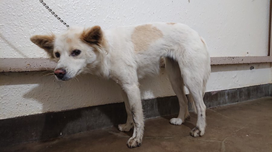 八戸市 八戸市南郷で見つかった迷い犬 八戸市保健所で 白茶色 雑種 メスのワンちゃん が飼い主さんを待っていますよ 号外net 八戸市 三八