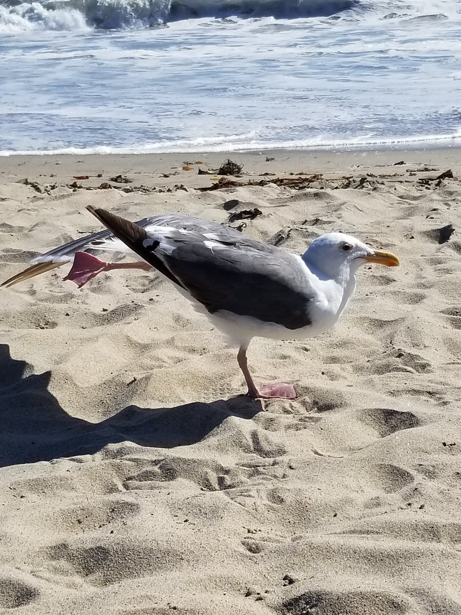 MonkeyMoonChild's tweet photo. Seagull beach yoga class. Meet my instructor. #yoga #FindingMyBalance #SocialDistancing #beachbum #summertime https://t.co/E9mEXxSNQH