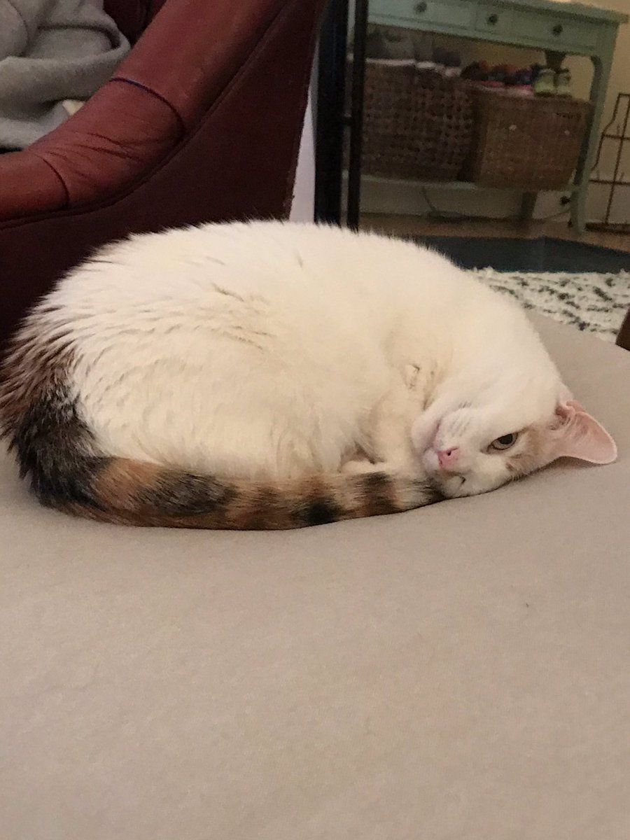 jacktheyeti's tweet photo. @Electra YES. They make great gaming companions 🐈 https://t.co/rSTUBuKoCJ