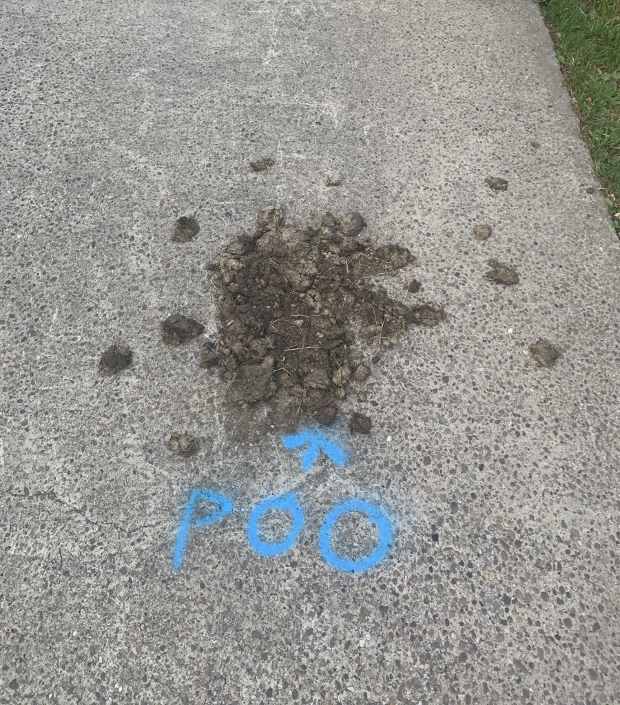 EnzoBulldog's tweet photo. Okay so this wasn’t actually my poop, bit too big even for me... but I do like how horses have their own designated place to poo on this road. @Funny_Signs_ #welltrained 💩 💩 💩 https://t.co/kNuJ1qc5lR