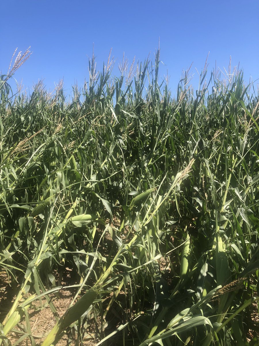 nschultz2014's tweet photo. Some storm damage in Southern Sac Co #derecho2020 https://t.co/pvAxG6CH3C