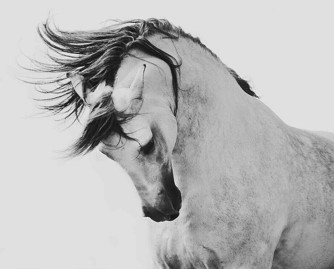 في الخيل
جموح وشموخ
تجذب الأنظار
بكل صوره🐎📸