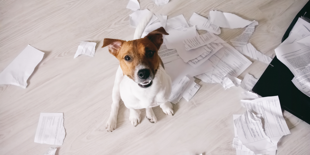 Mainestatecu's tweet photo. Annual Augusta Shred-it Day is on Friday, August 21 9 am - 12pm. Stop by our 200 Capitol Street location with your bins of documents and we will shred them for you! #MSCUCares #MembersMatter #MaineStateCU #MSCU #privacy #shreddingonsite #MSCU #MaineStateCreditUnion https://t.co/QHr3zxLrkj