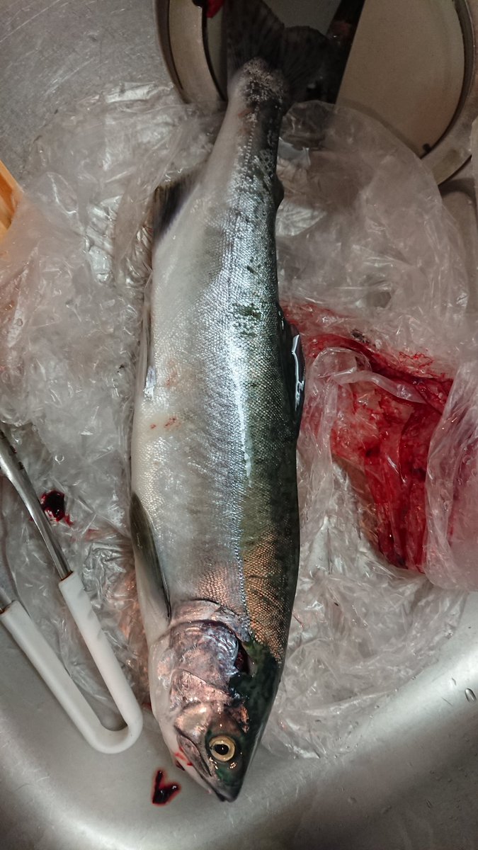 カラフトマス釣り カラフトマス釣り