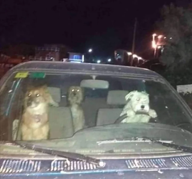 DexWildlife's tweet photo. Me the rest of the good boy squad going Randonautica tonight, Intention is some dang treats https://t.co/tTMFnGSnGd