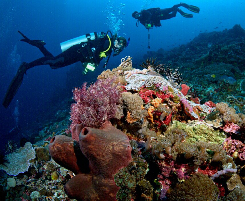 Come and explore the amazing corals of Lembongan with us! For more information, check: twinislanddive.com #Diving #Scuba #ScubaDiving #Coral #CoralReef #Colour #Color #Explore #RichCoral #LivingTheDream #Underwater #UnderwaterPhoto #Photography #Travel #Bali #Lembongan