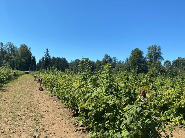 Remlinger Farms tweet media