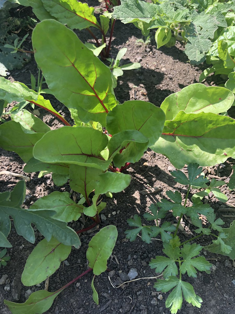 bennett_mca's tweet image. Look what’s growing in our school garden! Food harvested will be put in the garden share bin on the fence for #bpmc families and neighbors. Today the bin has tomatoes, peppers, greens and beans. #eatlocal #community #montessori