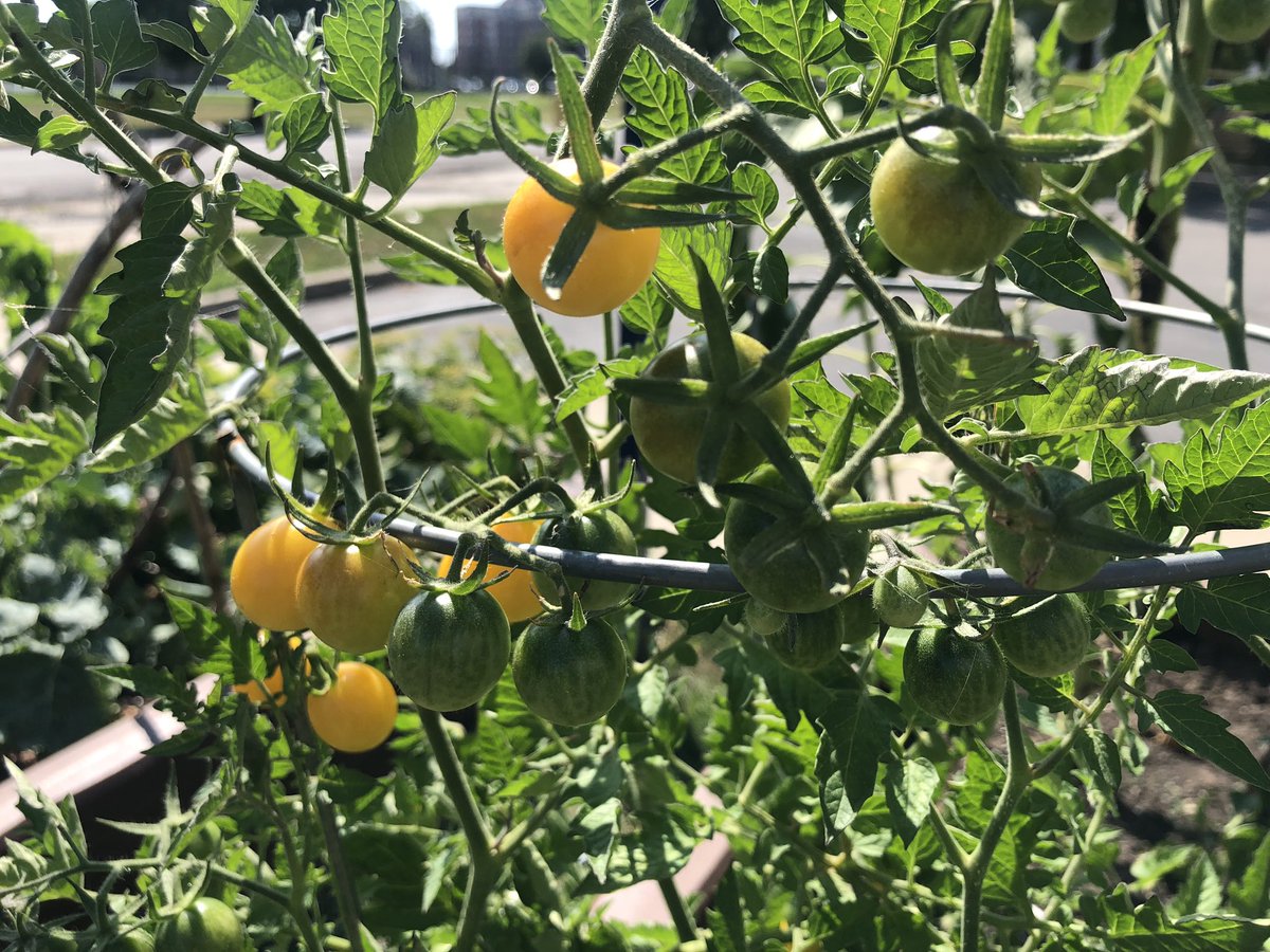 bennett_mca's tweet image. Look what’s growing in our school garden! Food harvested will be put in the garden share bin on the fence for #bpmc families and neighbors. Today the bin has tomatoes, peppers, greens and beans. #eatlocal #community #montessori
