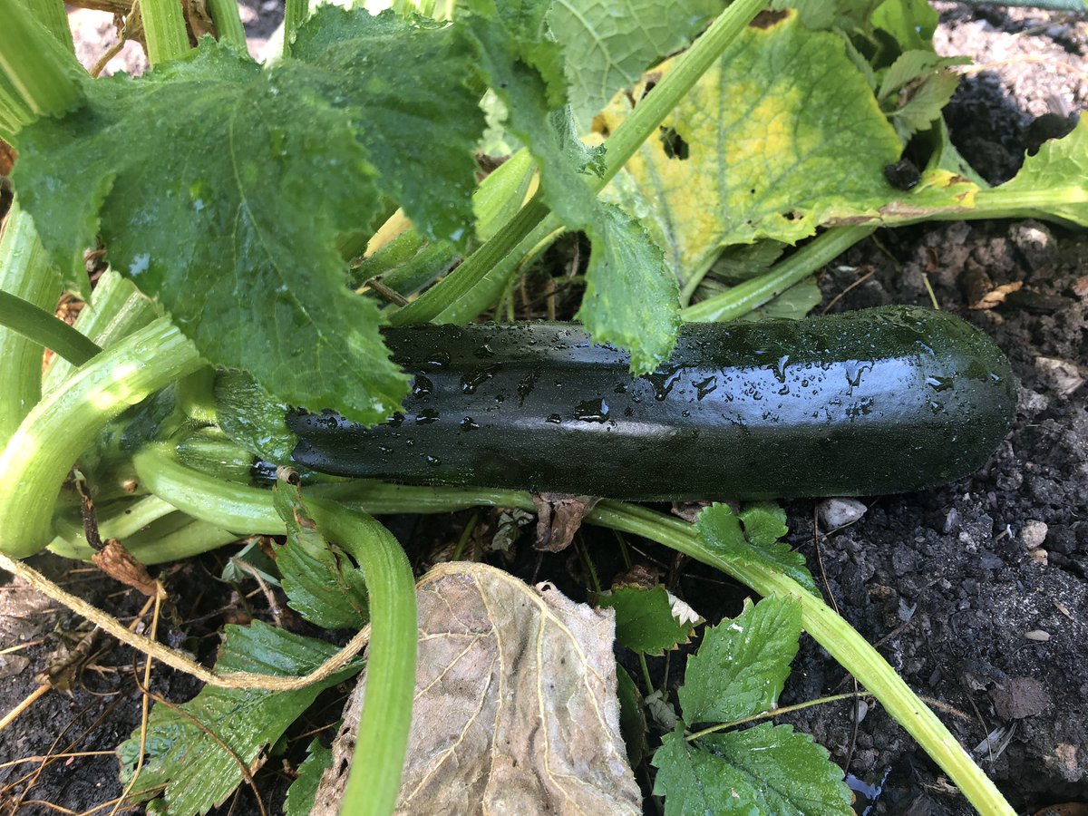 bennett_mca's tweet image. Look what’s growing in our school garden! Food harvested will be put in the garden share bin on the fence for #bpmc families and neighbors. Today the bin has tomatoes, peppers, greens and beans. #eatlocal #community #montessori