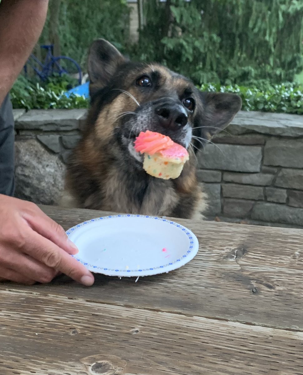 HPSCanine's tweet photo. Happy 9th birthday to Retired #PSDScout. We hope you have many more! https://t.co/NA6p2ZQewN