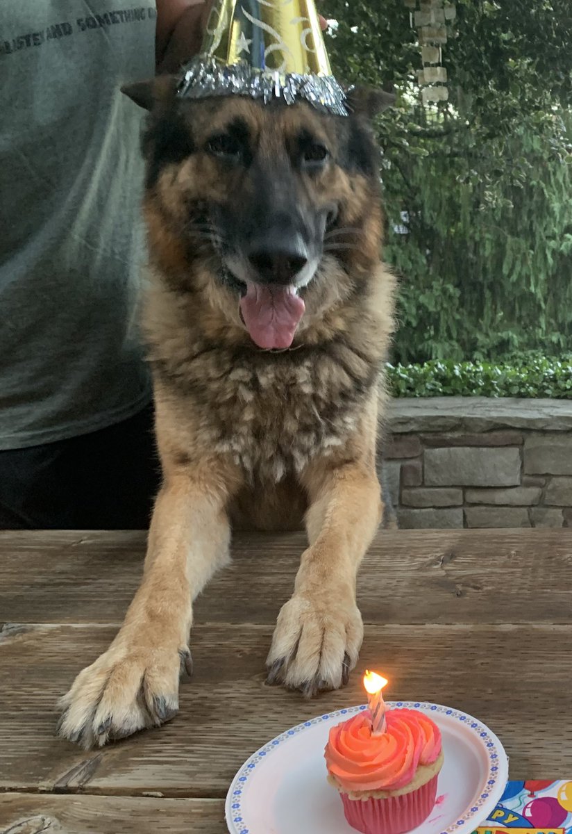 HPSCanine's tweet photo. Happy 9th birthday to Retired #PSDScout. We hope you have many more! https://t.co/NA6p2ZQewN