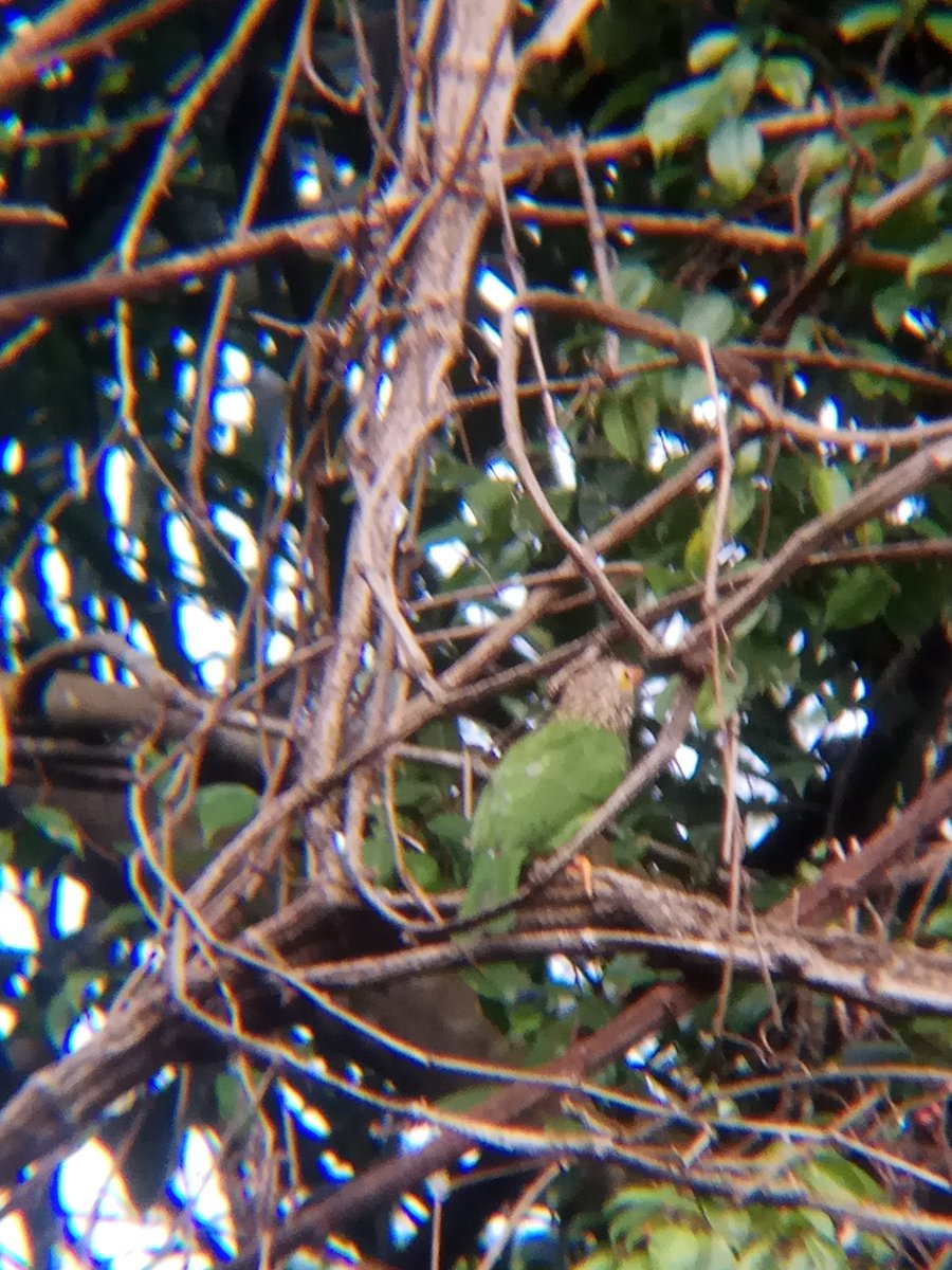 LINEATED BARBET (Megalaima lineata).This species prefers "drilling" a hole on a tree for nesting. Also, It's just amazing how a species can blend so much with the environment. I almost everytime overlooked this species when it was perched on a tree.